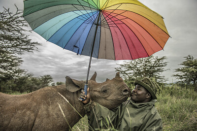 Rhinoceros and friend