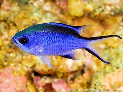 Demoiselle bleue des Caraïbes