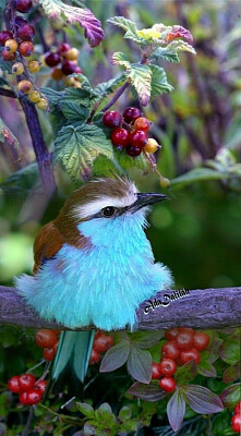 Bird with Berries