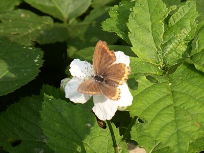 altra farfalla
