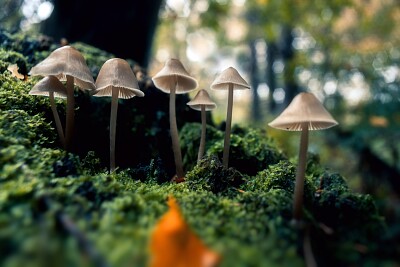 פאזל של Autumn Mushrooms