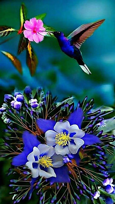 Hummingbird and columbines