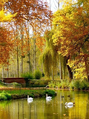 Swans in autumn