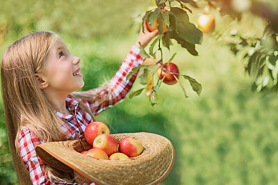 Petite fille et ses pommes