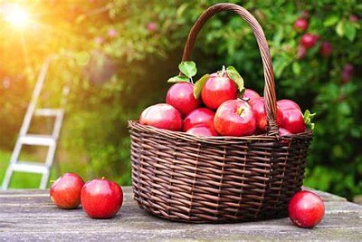 Panier de pomme jigsaw puzzle