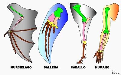 Evidencias anatómicas