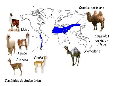 Evidencias biogeográficas jigsaw puzzle