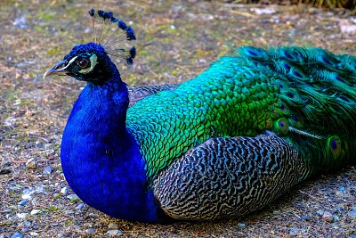 Peacock sitting