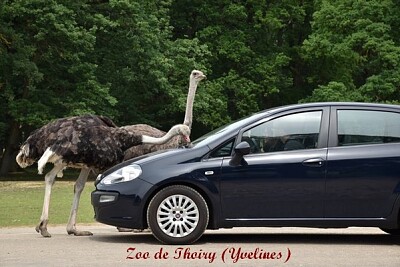 Zoo de Thoiry (Yvelines)