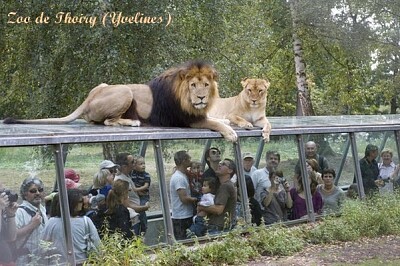 Zoo de Thoiry (Yvelines)