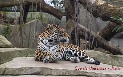 Zoo de Vincennes - Paris
