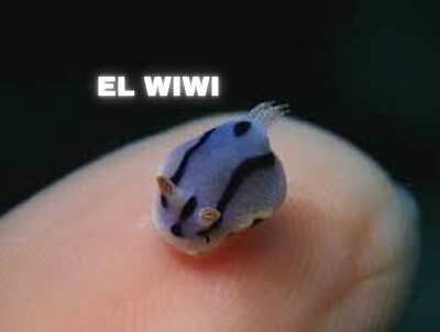 פאזל של el wiwi