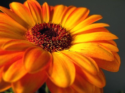 flor