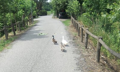 anatre a passeggio