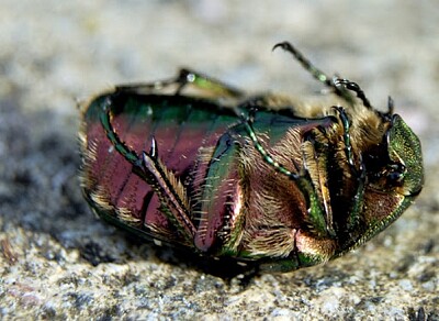 Scarabée dorée les six fers en l 'air