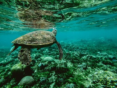 Sea turtle jigsaw puzzle