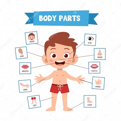 Partes del cuerpo jigsaw puzzle