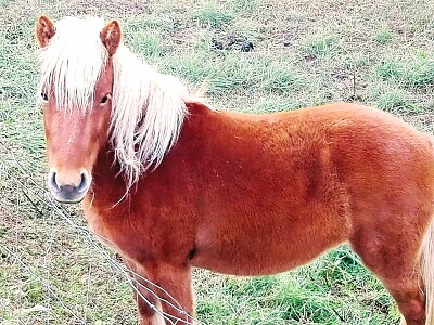 CABALLO jigsaw puzzle