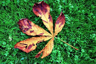 a jigsaw puzzle