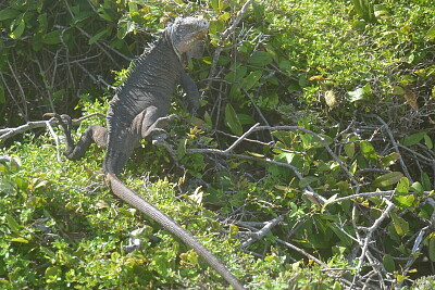 iguane jigsaw puzzle