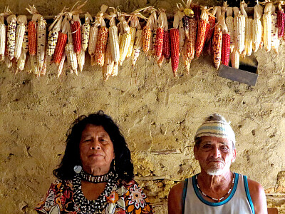 Festa da colheita do milho