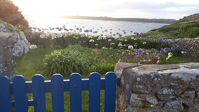 agapanthes en bord de mer