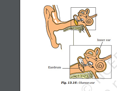 human ear