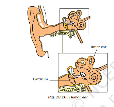 human ear jigsaw puzzle