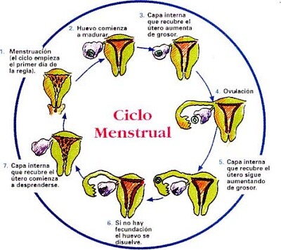 פאזל של Ciclo menstrual