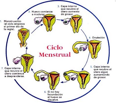 Ciclo menstrual