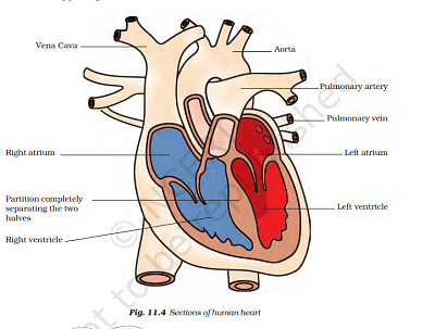 פאזל של heart