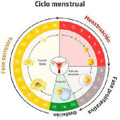 פאזל של CICLO