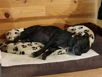 Dog, staffy sleeping jigsaw puzzle