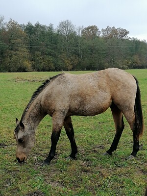 Buckskin quarter horse colt
