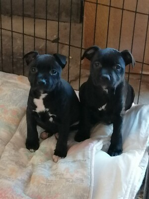 פאזל של Staffy puppies