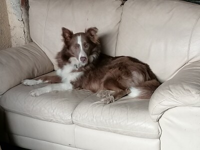 Lilac Border collie