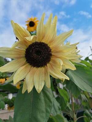 Creamy sunflower jigsaw puzzle