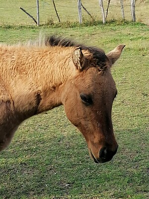Head of a quarter horse foal