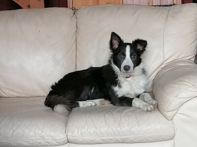 Border collie