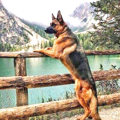 German Shepherd Jigsaw Puzzles Online JSPuzzles