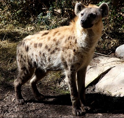 Hyene des cavernes