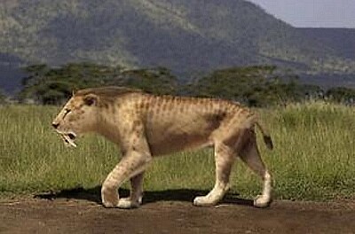 פאזל של Smilodon (Tigre à dents de sabre)