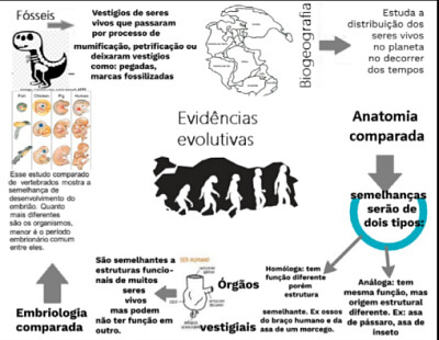 Evidências da evolução