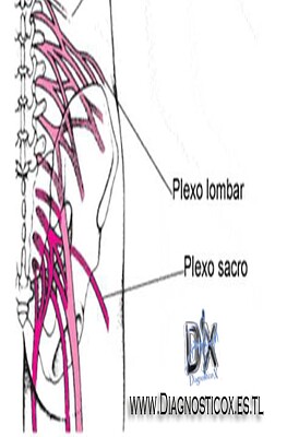 פאזל של Plexo lumbar y sacro