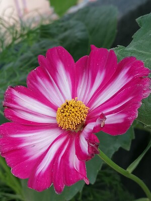 Cosmos flower