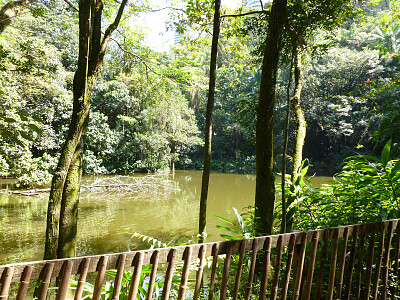 Burle Marx Park - São Paulo jigsaw puzzle