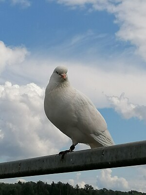 White dove