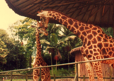 Giraffes at São Paulo Zoo