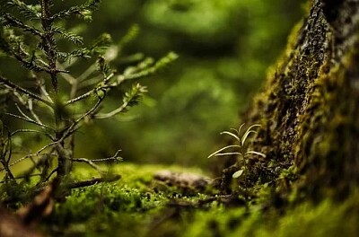 Nature jigsaw puzzle