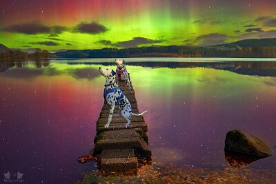 aurora dogs jigsaw puzzle